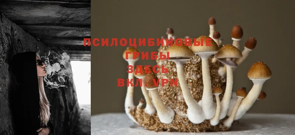 PSILOCYBIN Беломорск