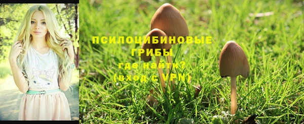 шишки Белокуриха