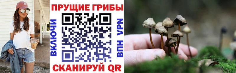 блэк спрут сайт  Неман  Псилоцибиновые грибы MAGIC MUSHROOMS 